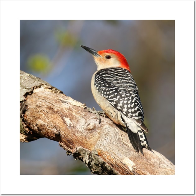 Red Bellied Woodpecker Wall Art by BirdsnStuff